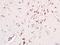 Gastrulation Brain Homeobox 2 antibody, orb157070, Biorbyt, Immunohistochemistry paraffin image 