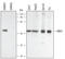 Mitogen-Activated Protein Kinase Kinase 1 antibody, MAB2079, R&D Systems, Western Blot image 