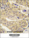 GluRS antibody, 62-995, ProSci, Immunohistochemistry paraffin image 