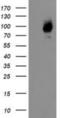 Galectin 3 Binding Protein antibody, NBP2-01160, Novus Biologicals, Western Blot image 