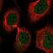 Protein MEMO1 antibody, NBP1-88269, Novus Biologicals, Immunofluorescence image 
