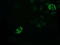 Peptide Deformylase, Mitochondrial antibody, LS-C173000, Lifespan Biosciences, Immunofluorescence image 