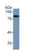 Lactotransferrin antibody, LS-C419557, Lifespan Biosciences, Western Blot image 