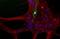 Neurofilament Light antibody, orb181509, Biorbyt, Immunohistochemistry frozen image 