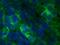 Fibroblast Growth Factor 16 antibody, AF1212, R&D Systems, Immunocytochemistry image 