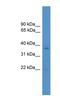 Rhox Homeobox Family Member 1 antibody, NBP1-69216, Novus Biologicals, Western Blot image 