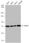 Heat Shock Protein Family A (Hsp70) Member 9 antibody, NBP1-31596, Novus Biologicals, Western Blot image 