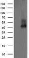 MEK1/2 antibody, TA505728, Origene, Western Blot image 