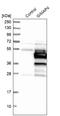 GTPase, IMAP Family Member 4 antibody, NBP1-83778, Novus Biologicals, Western Blot image 