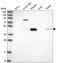 Procollagen C-Endopeptidase Enhancer antibody, HPA042927, Atlas Antibodies, Western Blot image 