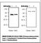 Complement C3 antibody, LS-C61985, Lifespan Biosciences, Western Blot image 