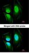 EF-Hand Calcium Binding Domain 14 antibody, NBP1-33182, Novus Biologicals, Immunofluorescence image 