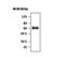 Protein Tyrosine Phosphatase Non-Receptor Type 5 antibody, MA5-17220, Invitrogen Antibodies, Western Blot image 