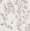 AF4/FMR2 Family Member 1 antibody, A302-344A, Bethyl Labs, Immunohistochemistry frozen image 