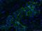 Cadherin 1 antibody, 60335-1-Ig, Proteintech Group, Immunofluorescence image 