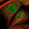 C2CD2 Like antibody, NBP2-14401, Novus Biologicals, Immunofluorescence image 