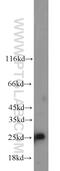 Transcription Factor A, Mitochondrial antibody, 19998-1-AP, Proteintech Group, Western Blot image 