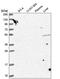 Apurinic/Apyrimidinic Endodeoxyribonuclease 2 antibody, PA5-65520, Invitrogen Antibodies, Western Blot image 