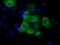 GRIP1-associated protein 1 antibody, NBP2-02277, Novus Biologicals, Immunofluorescence image 