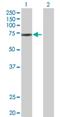 Zinc Finger Protein 433 antibody, H00163059-B01P, Novus Biologicals, Western Blot image 