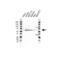 FGR Proto-Oncogene, Src Family Tyrosine Kinase antibody, VPA00269, Bio-Rad (formerly AbD Serotec) , Western Blot image 