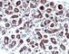 Trefoil Factor 1 antibody, v2259IHC-7ML, NSJ Bioreagents, Immunohistochemistry paraffin image 