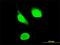 IKAROS Family Zinc Finger 3 antibody, H00022806-M02, Novus Biologicals, Immunofluorescence image 