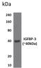 Insulin Like Growth Factor Binding Protein 3 antibody, GTX53186, GeneTex, Western Blot image 