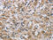 ADP Ribosylation Factor 6 antibody, CSB-PA029843, Cusabio, Immunohistochemistry paraffin image 