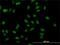 Muscleblind Like Splicing Regulator 1 antibody, H00004154-M02, Novus Biologicals, Immunofluorescence image 
