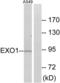 Exonuclease 1 antibody, LS-C119550, Lifespan Biosciences, Western Blot image 