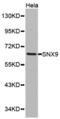 Sorting Nexin 9 antibody, abx000930, Abbexa, Western Blot image 
