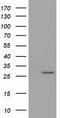 OTU Deubiquitinase, Ubiquitin Aldehyde Binding 2 antibody, CF501974, Origene, Western Blot image 