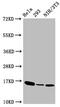 H3 Histone Family Member 3B antibody, CSB-RA010109A03phHU, Cusabio, Western Blot image 