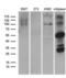 E74 Like ETS Transcription Factor 4 antibody, LS-C792360, Lifespan Biosciences, Western Blot image 