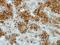 Deltex E3 Ubiquitin Ligase 1 antibody, LS-C186262, Lifespan Biosciences, Immunohistochemistry frozen image 