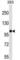 MYB Proto-Oncogene Like 1 antibody, abx029638, Abbexa, Western Blot image 