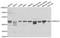 DnaJ Heat Shock Protein Family (Hsp40) Member A3 antibody, A05761, Boster Biological Technology, Western Blot image 