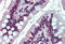 EWS RNA Binding Protein 1 antibody, MBS243010, MyBioSource, Immunohistochemistry frozen image 