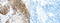 Tripartite Motif Containing 74 antibody, TA350541, Origene, Immunohistochemistry frozen image 