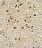 Paired Box 4 antibody, GTX81771, GeneTex, Immunohistochemistry paraffin image 