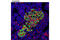 Insulin antibody, 9016S, Cell Signaling Technology, Flow Cytometry image 