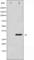 BCL2 Like 1 antibody, abx011694, Abbexa, Western Blot image 