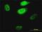 Kruppel Like Factor 1 antibody, H00010661-M04, Novus Biologicals, Immunofluorescence image 
