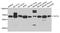 Transcription Factor 12 antibody, A4146, ABclonal Technology, Western Blot image 