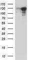 BUB1 Mitotic Checkpoint Serine/Threonine Kinase B antibody, TA590739, Origene, Western Blot image 