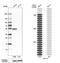 Keratin-17 antibody, NBP1-87320, Novus Biologicals, Western Blot image 