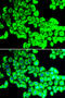 G3BP Stress Granule Assembly Factor 1 antibody, 19-602, ProSci, Immunofluorescence image 