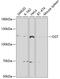 O-Linked N-Acetylglucosamine (GlcNAc) Transferase antibody, 18-577, ProSci, Western Blot image 