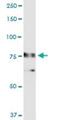 RALBP1 antibody, H00010928-D01P, Novus Biologicals, Western Blot image 